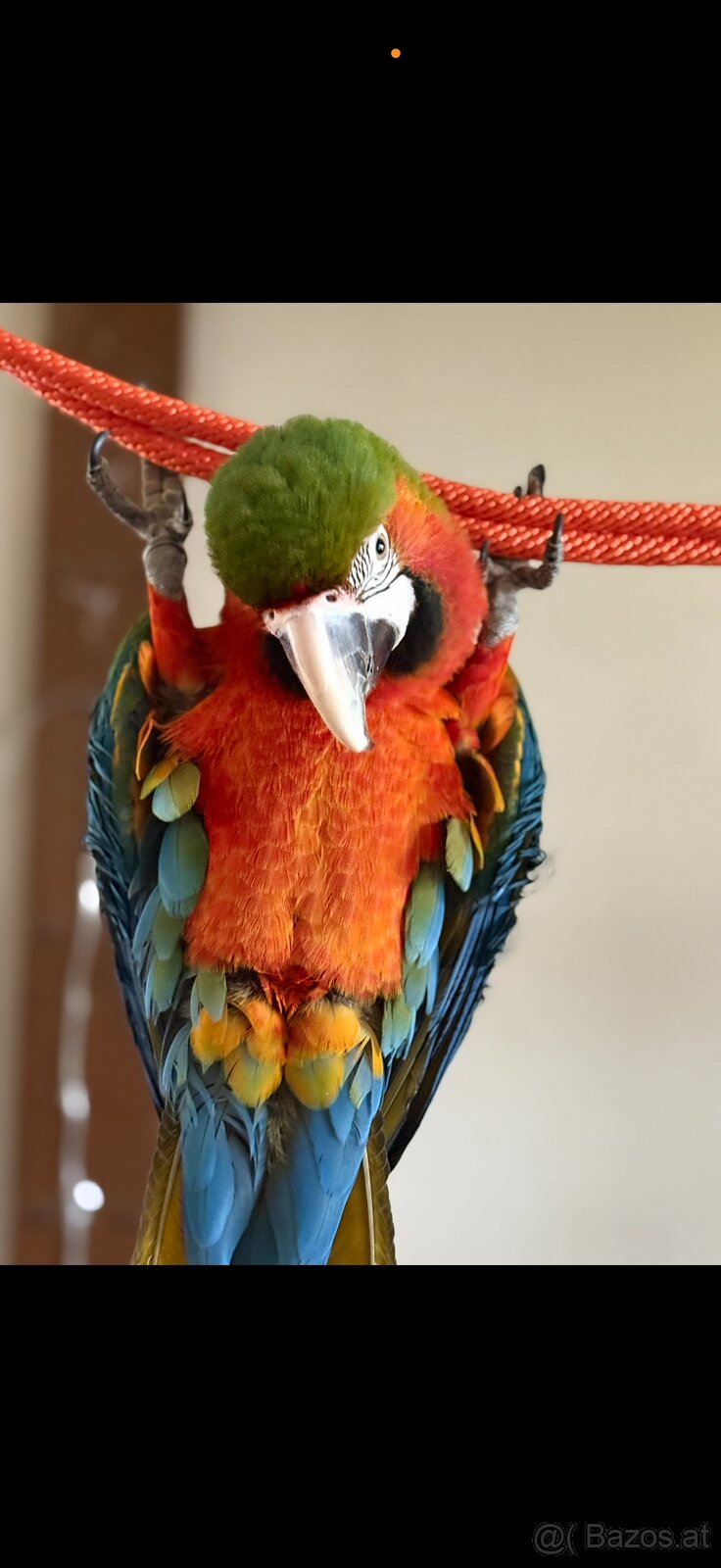 Handzahmer Harlekin ARA 3 Jahre, weiblich - 3