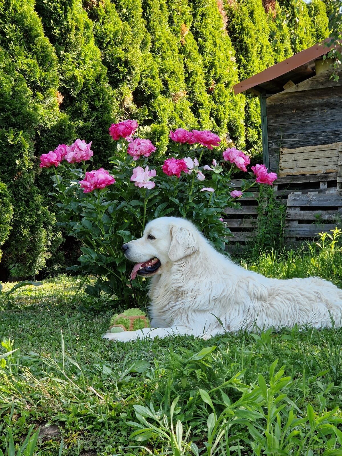 Golden Retriever - 3