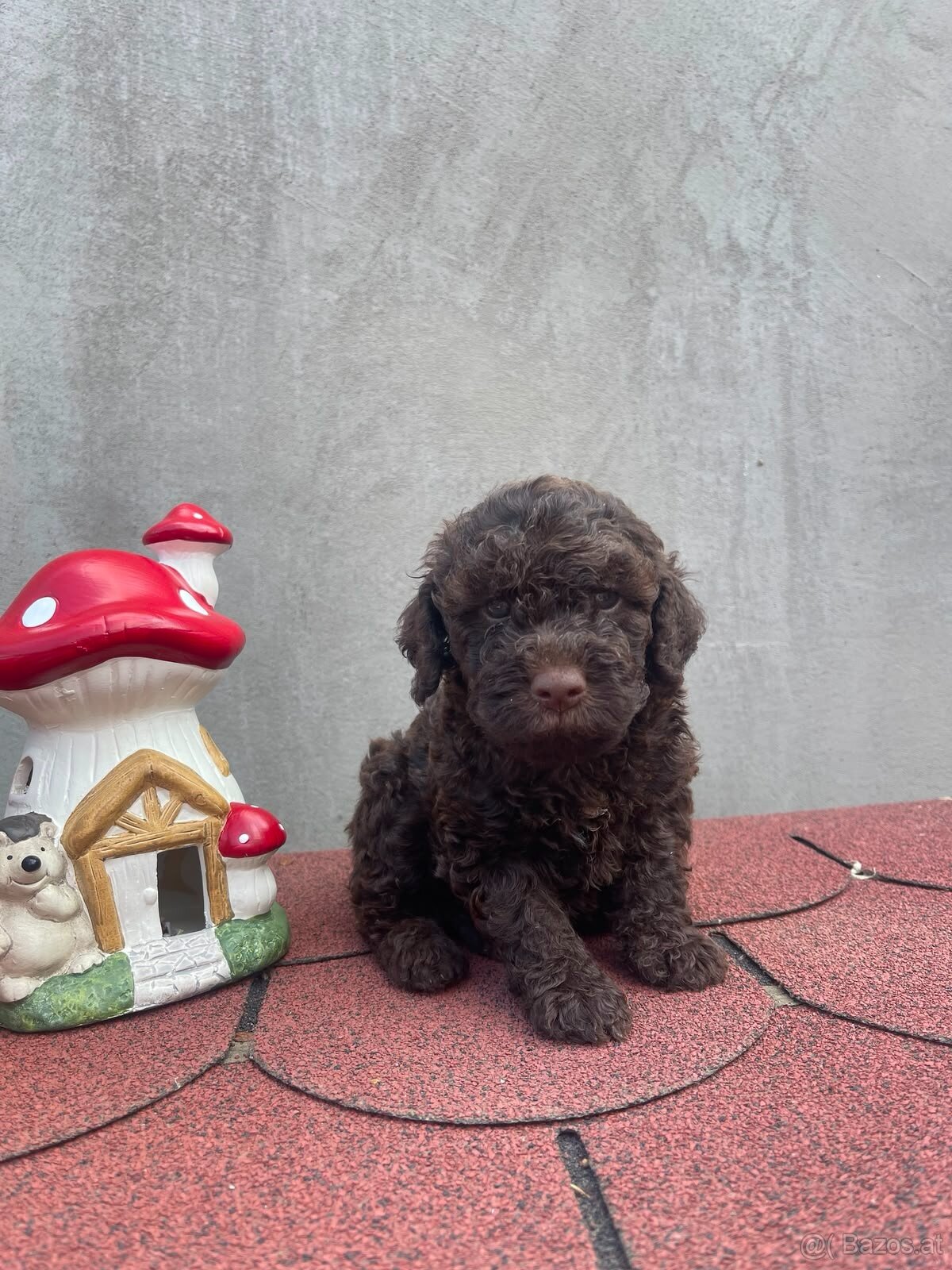 LAGOTTO ROMAGNOLO 🐶 - 3