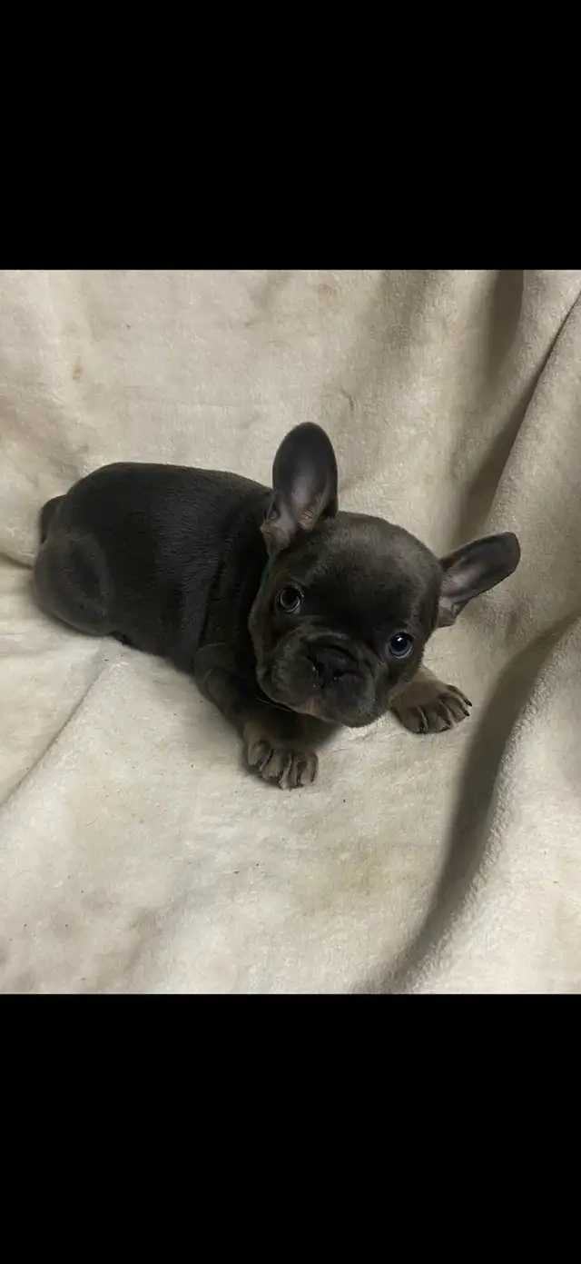 Französische Bulldoggenwelpen - 3