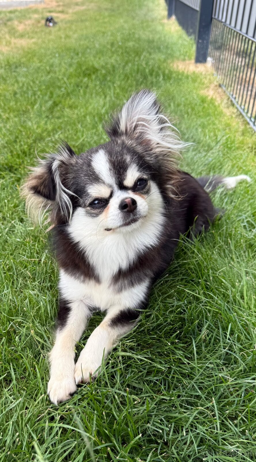 Chihuahua Hündin - 3