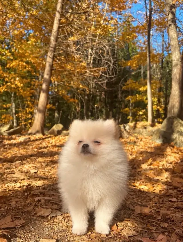 Pomeranian-Welpen - 3