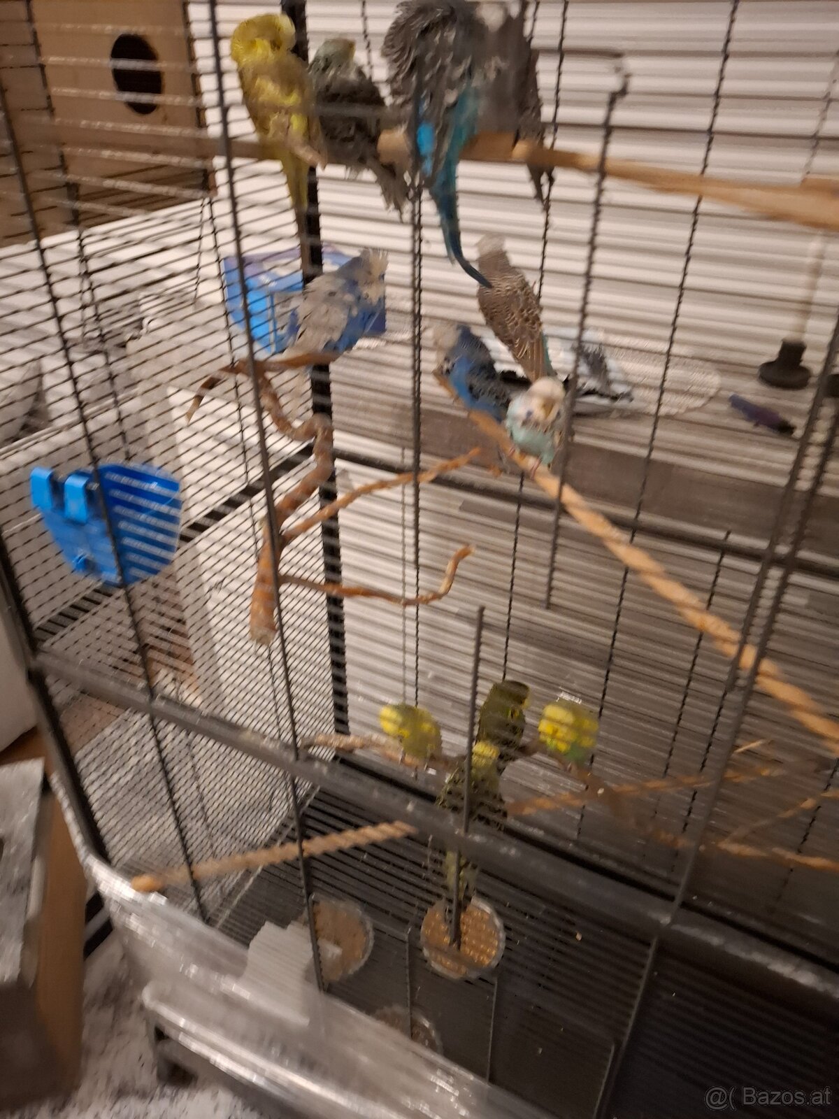 Wellensittiche - 3