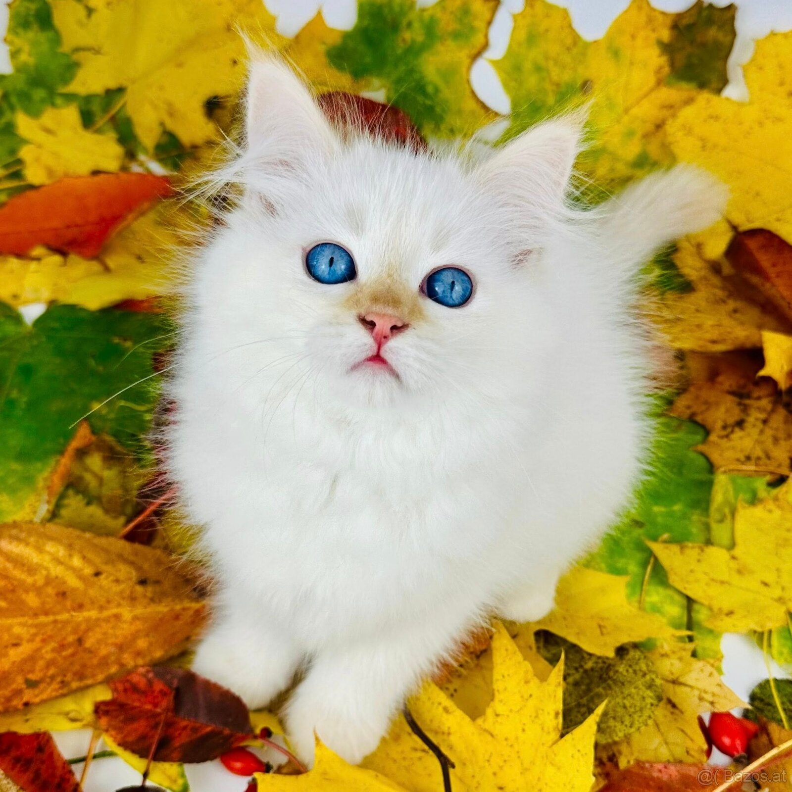 Katzen Neva Masquerade - 3