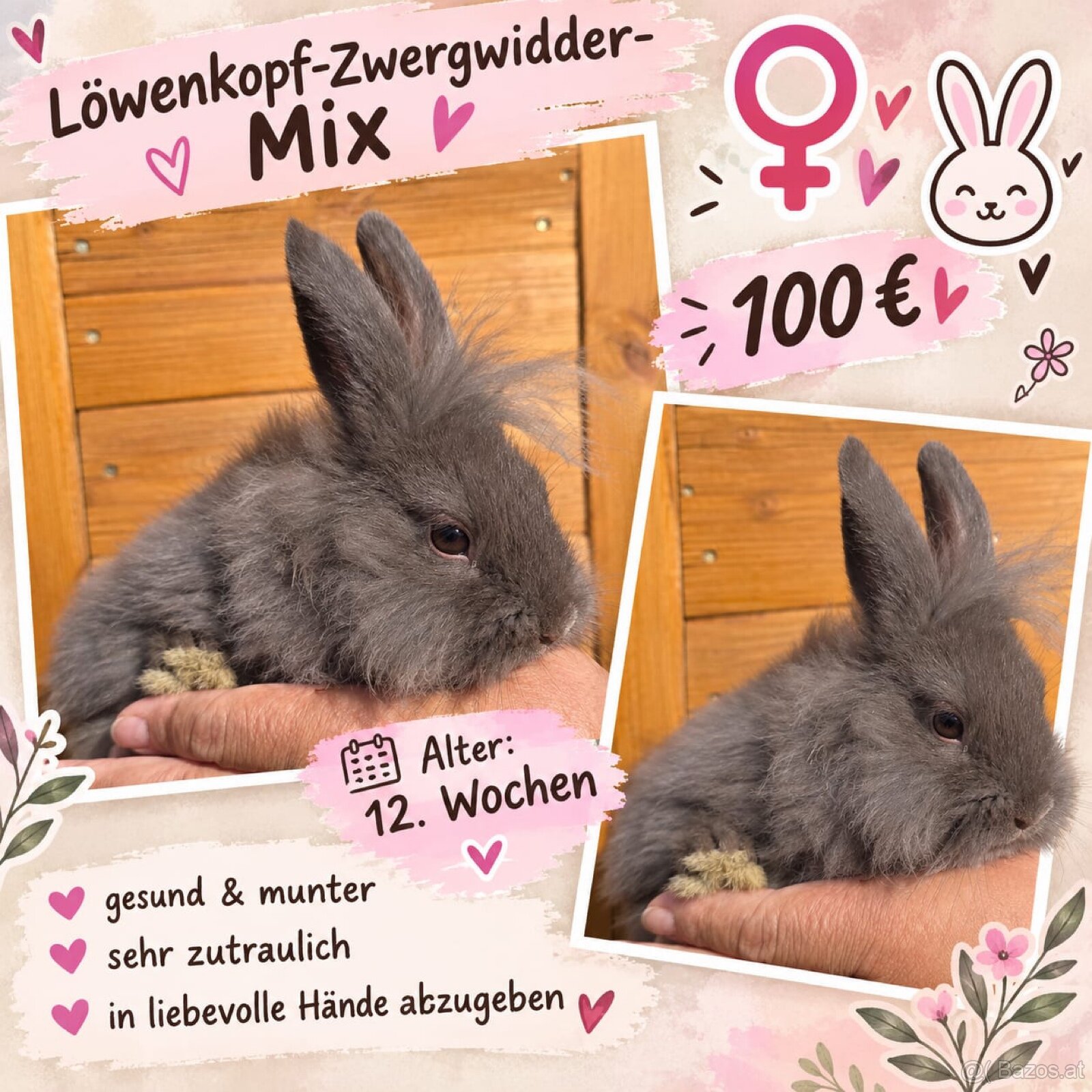 Kaninchen - 3