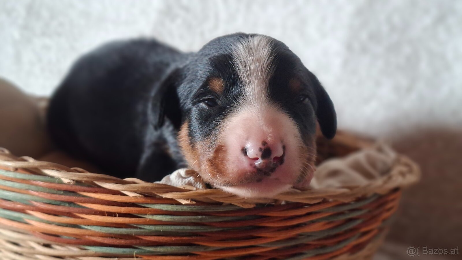 Appenzeller Sennenhund - Welpen mit Stammbaum - 3