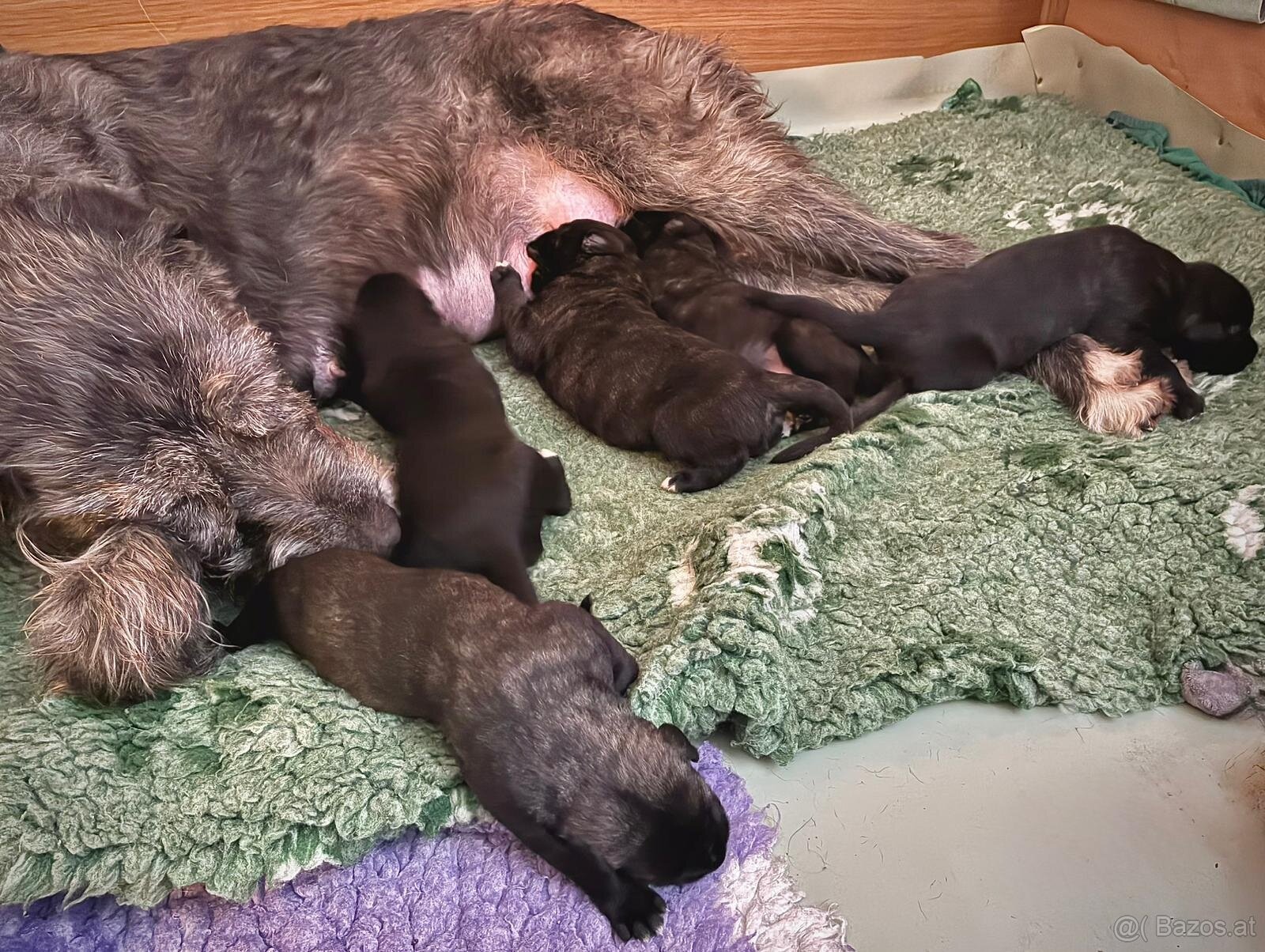 Irischer Wolfshund - Welpen zu verkaufen - 3