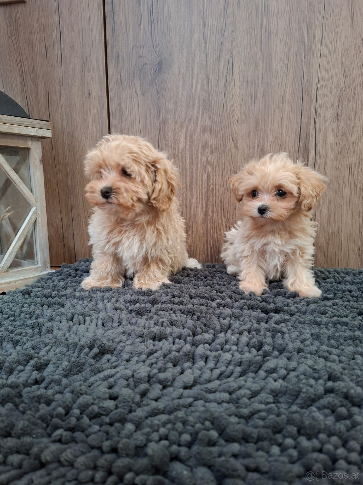 Maltipoo mini - 3
