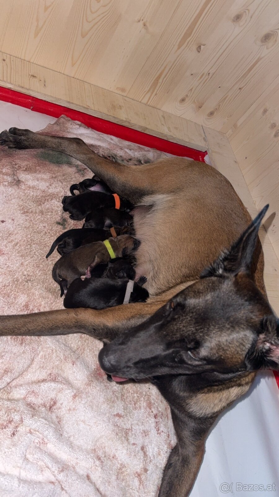 Malinois x Cane Corso Welpen - 3