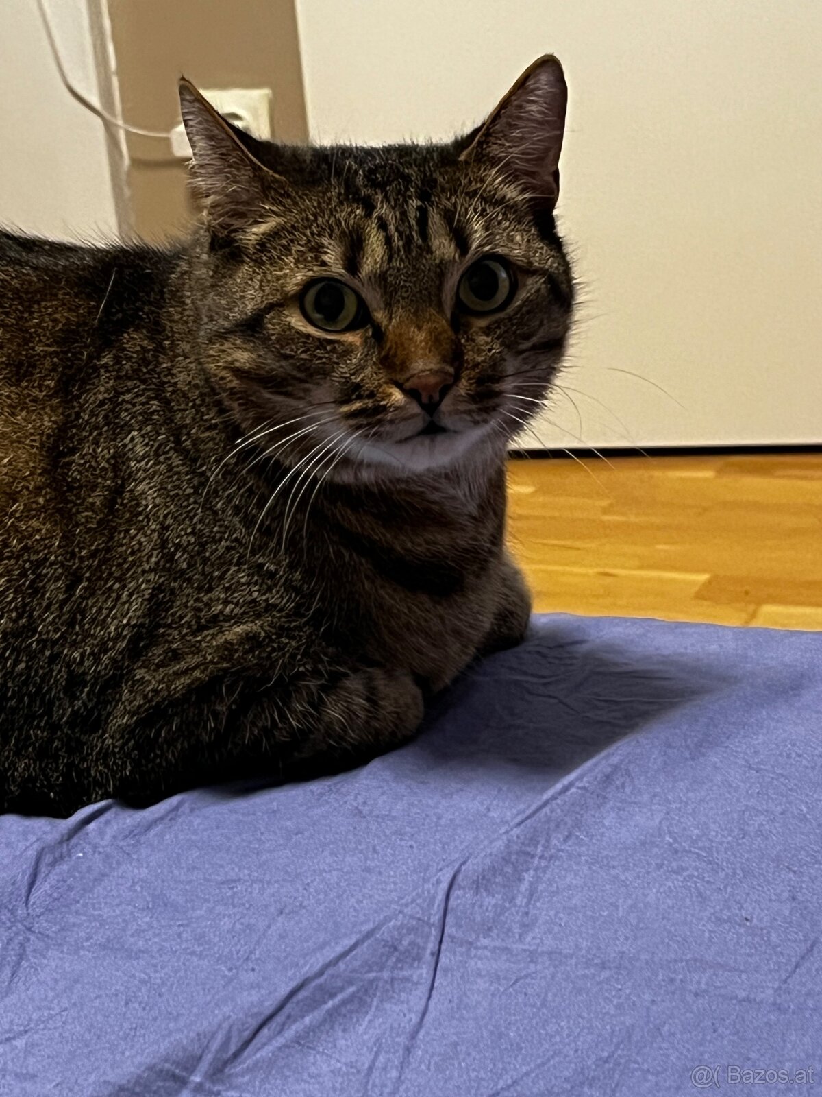 2 Hauskatzen suchen ein liebevolles Zuhause - 3