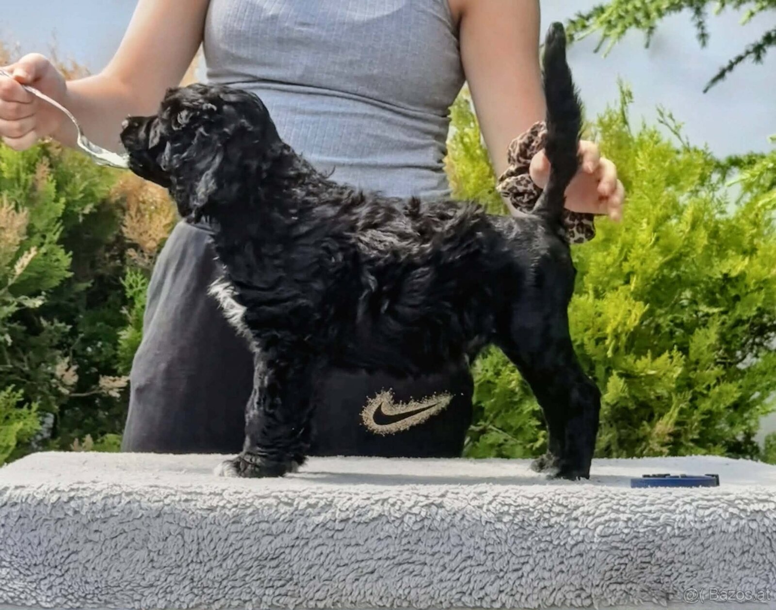 Portuguese Water Dog Puppies - 3