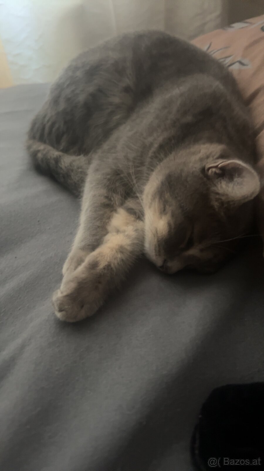 Katze BKH - 3