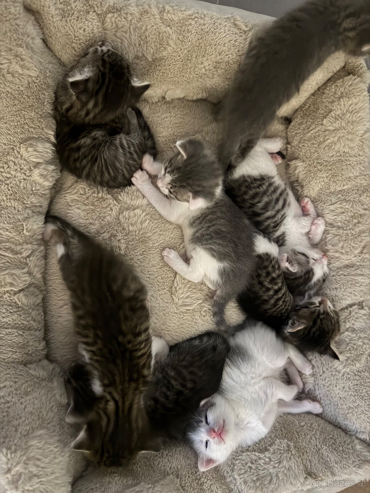 Kitten zu Vergeben - 3