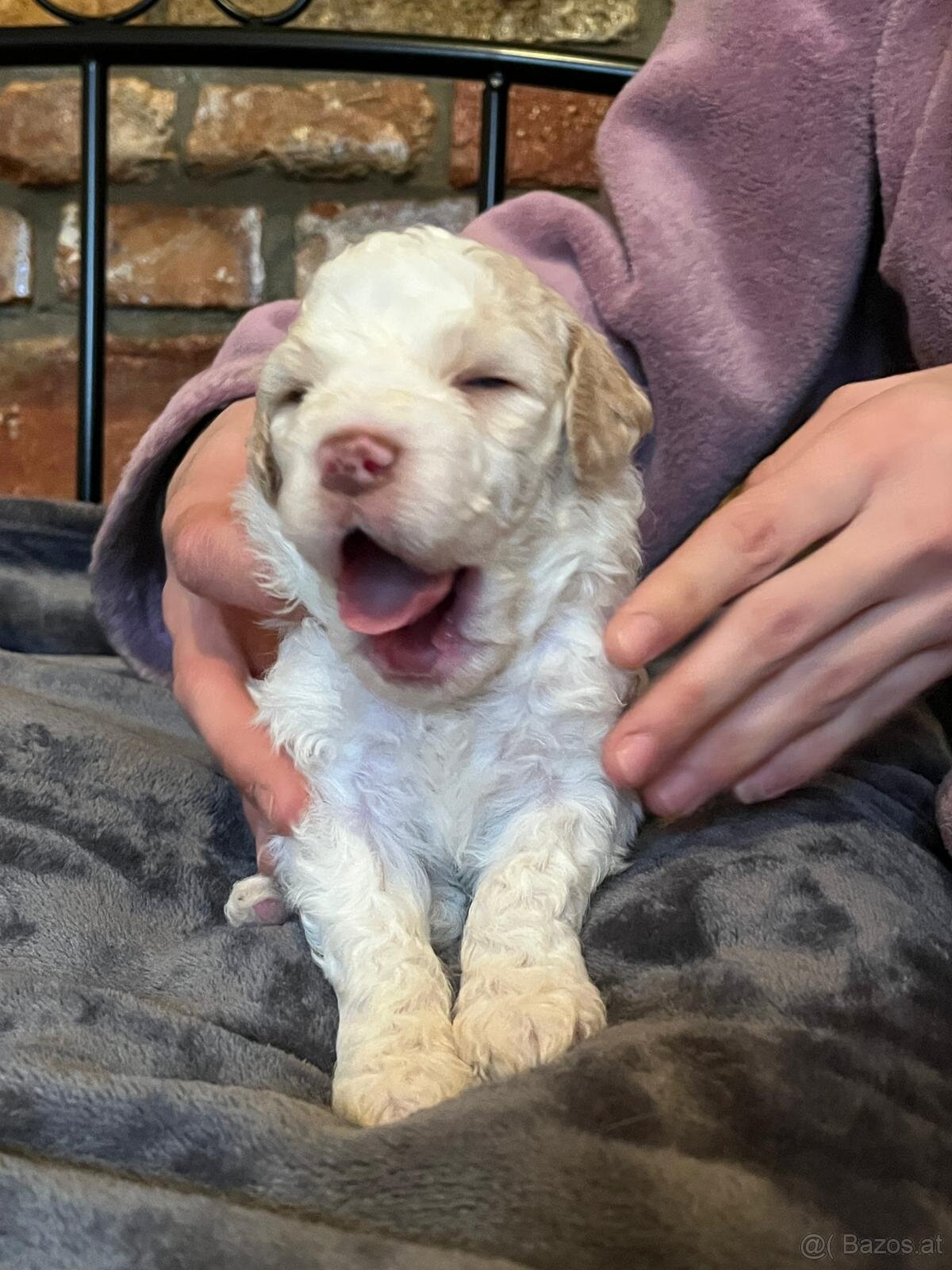 Lagotto Romagnolo - 3