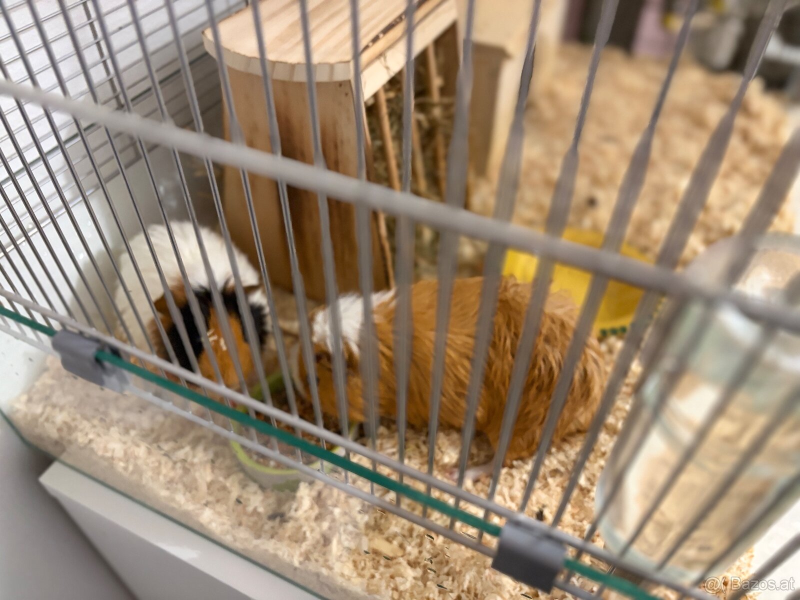 Meerschweinchen Pärchen (Kastriert) + Luxus-Glaskäfig - 3