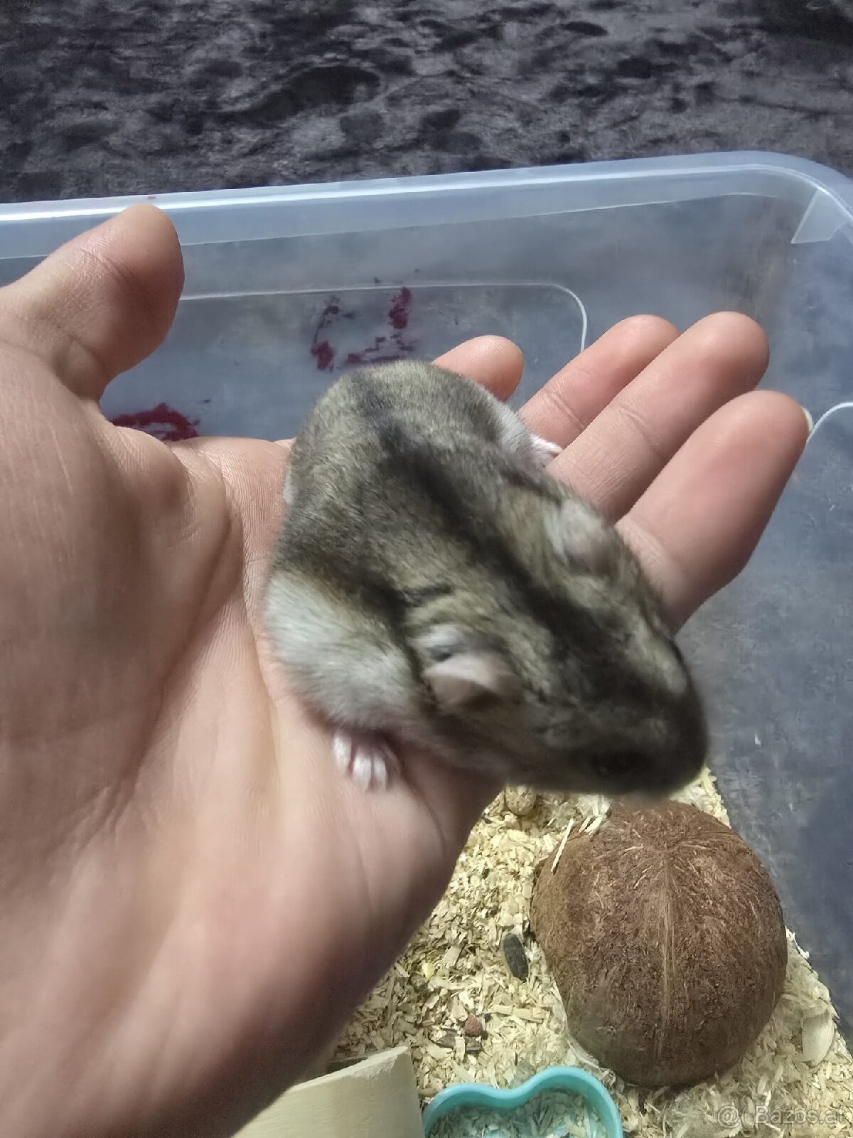 Hamster - 3