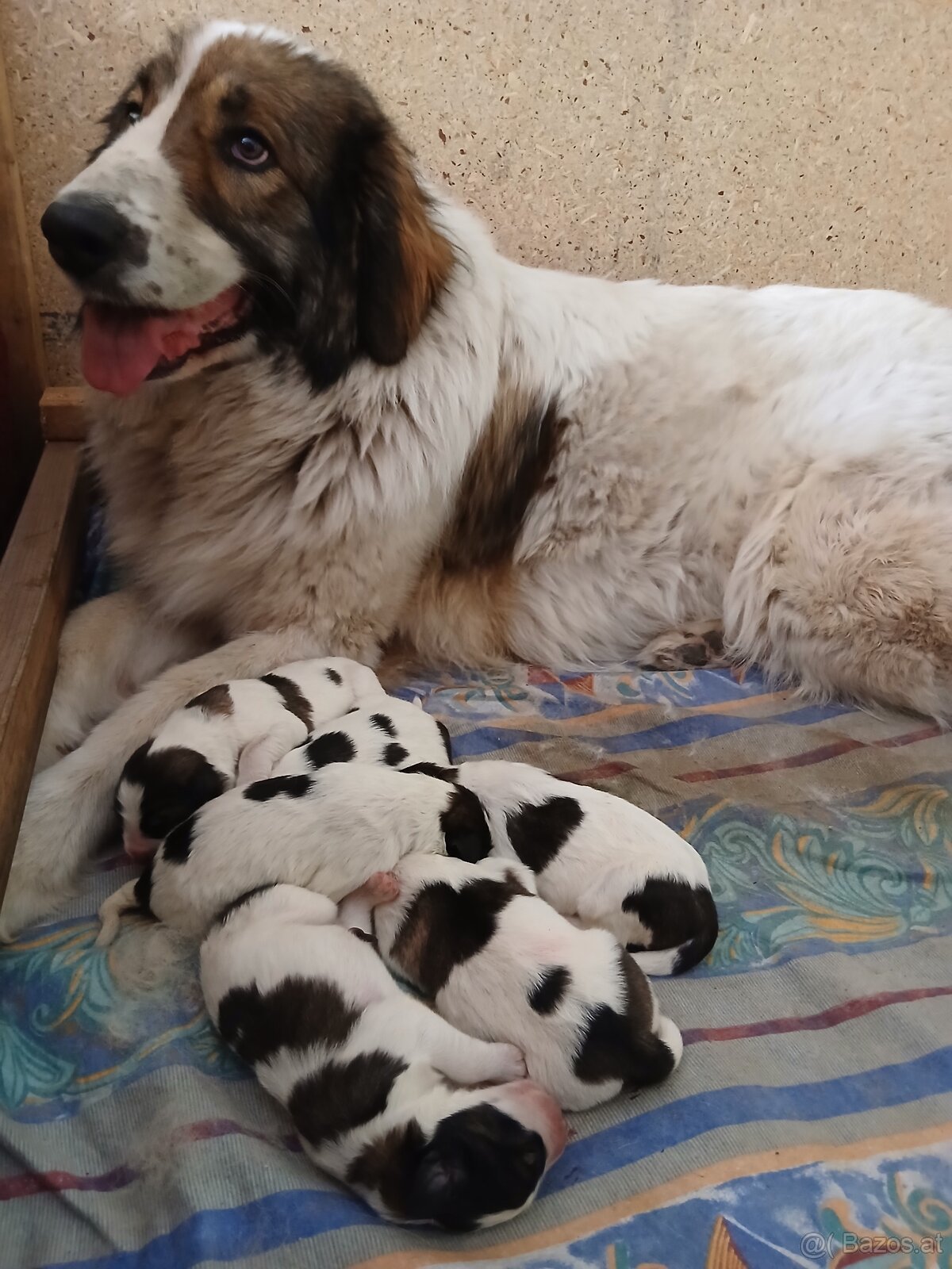 Tornjak Welpen mit FCI-Stammbaum – verlässlicher Wachhund un - 3