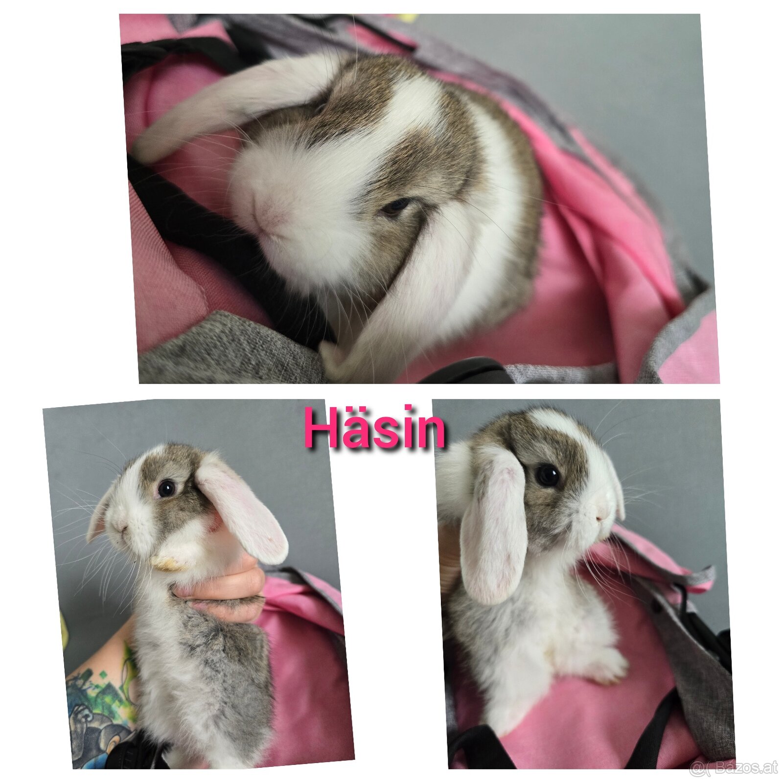Mini Lop Kaninchen - 3