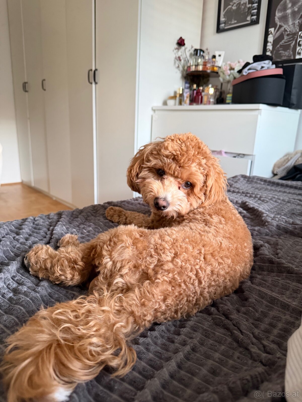 🐶 Maltipoo Welpe sucht liebevolles Zuhause - 3