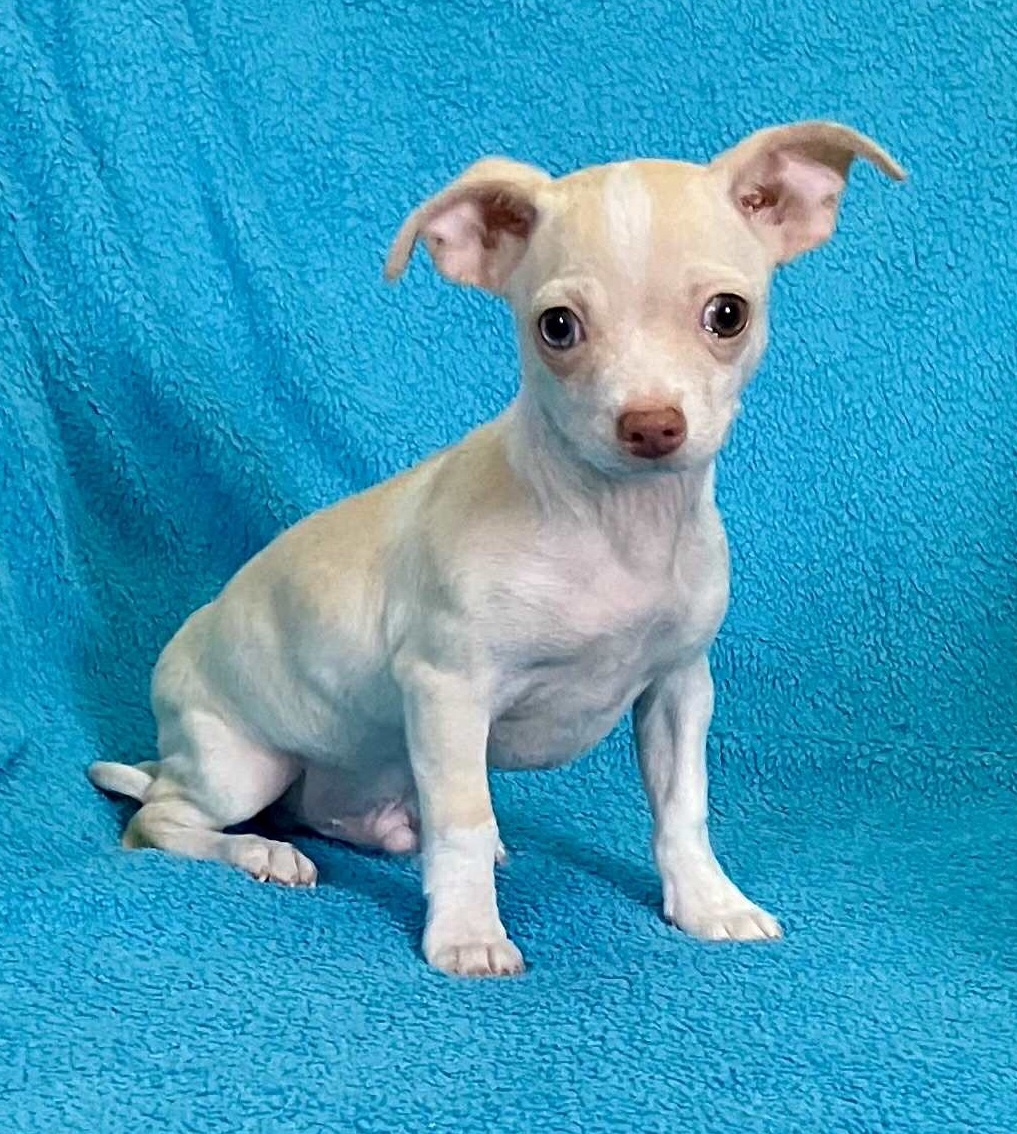 Chihuahua Mix Rüde - 3