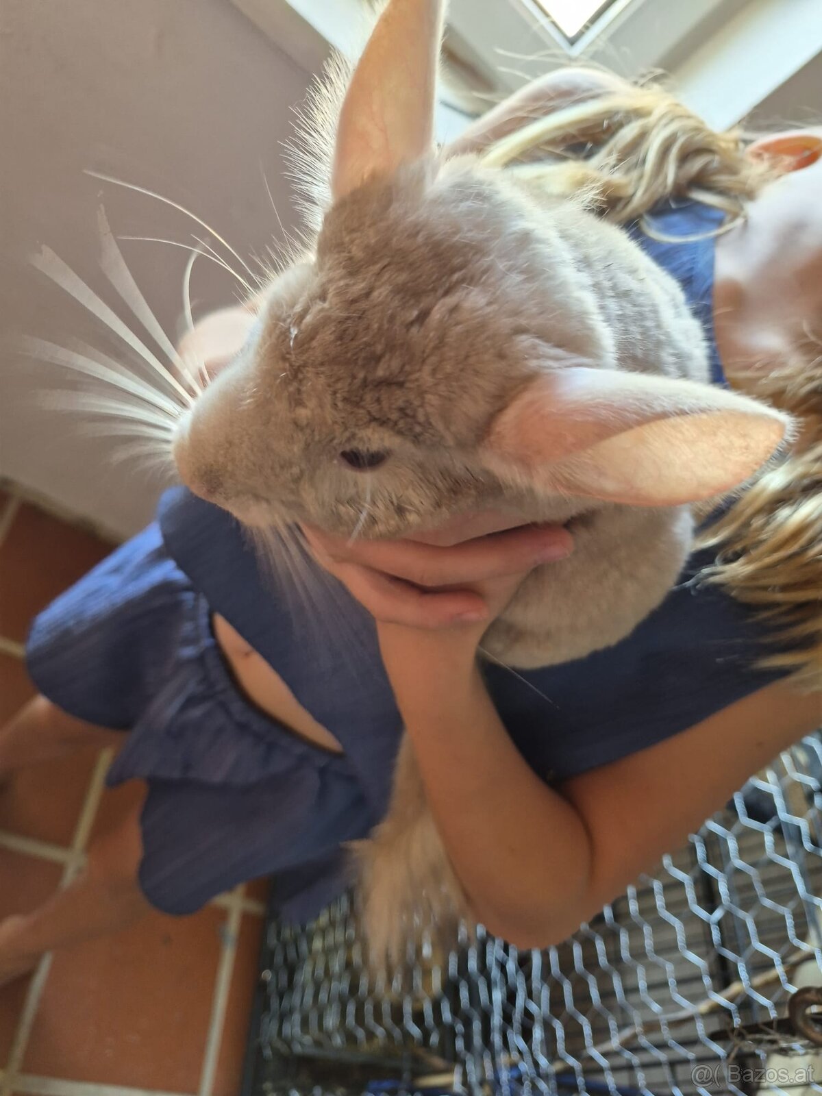 Neuer Futterspender für Chinchillas gesucht - 3
