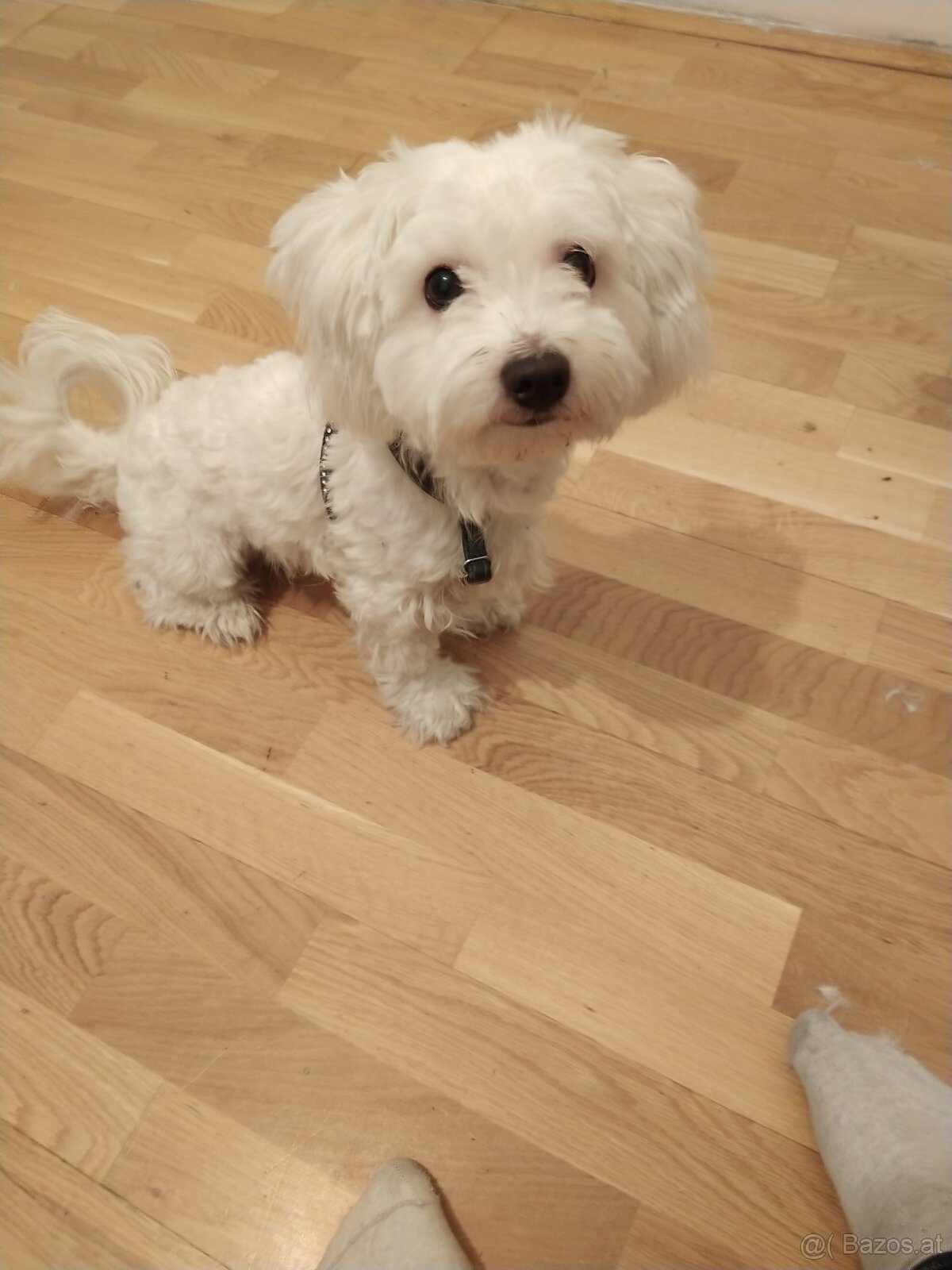 Hund Malteser - 3