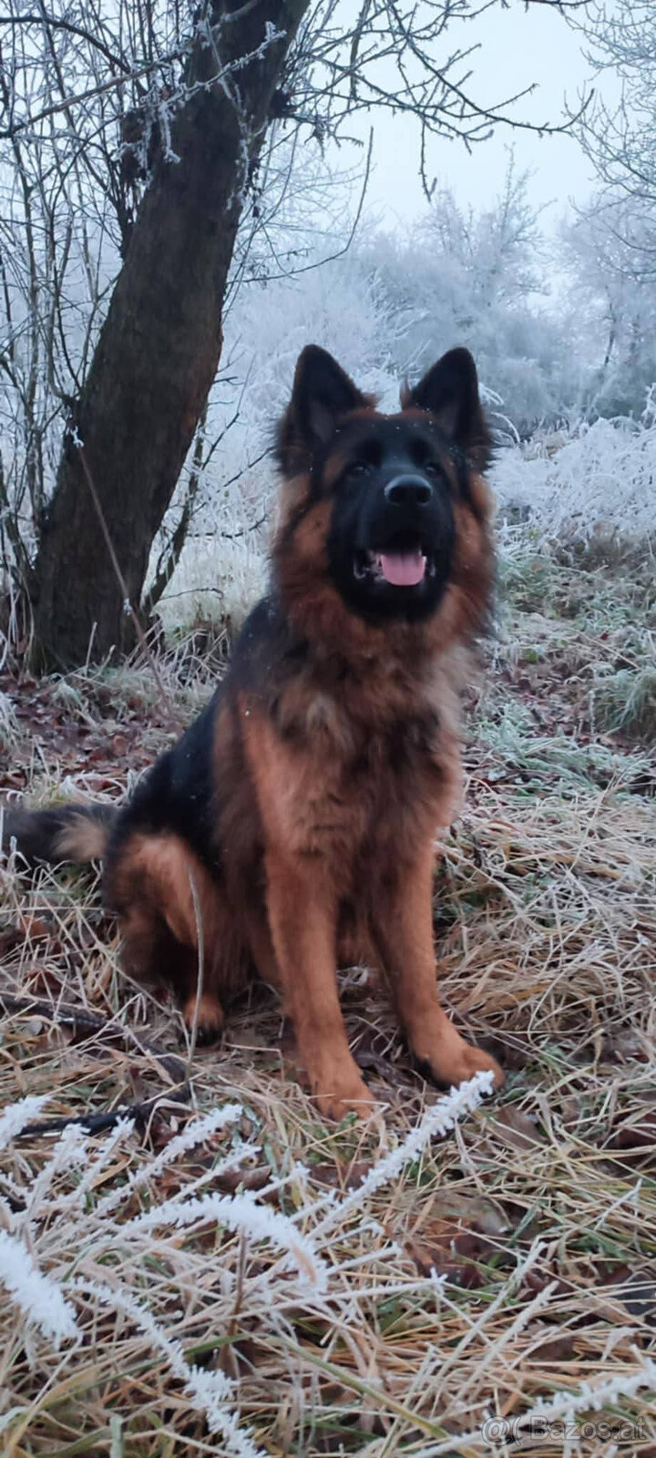 Langhaariger Deutscher Schäferhund mit FCI-Stammbaum - 3