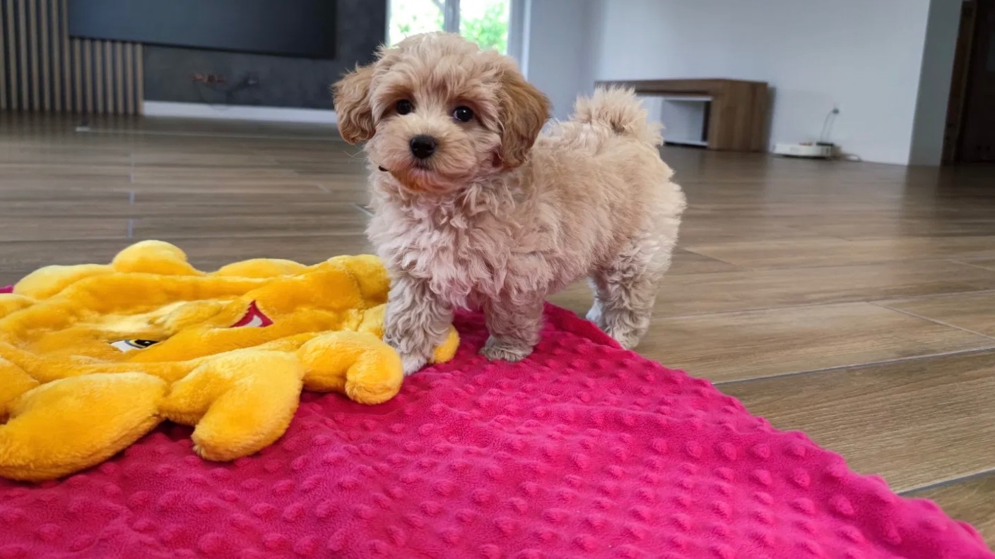 Maltipoo - 3