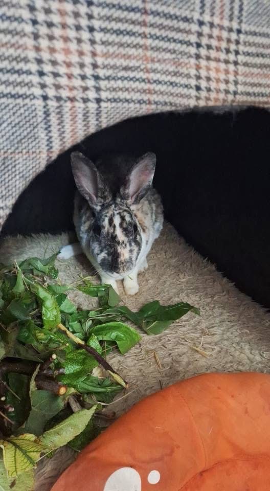 Hope, ihr Bub  und ihr Enkerl suchen Bestplatz - 3