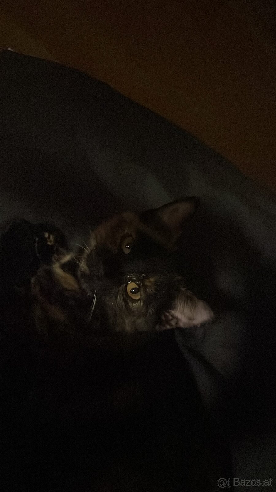 Siam Katze & Schildpatt Katze Geschwister - 3