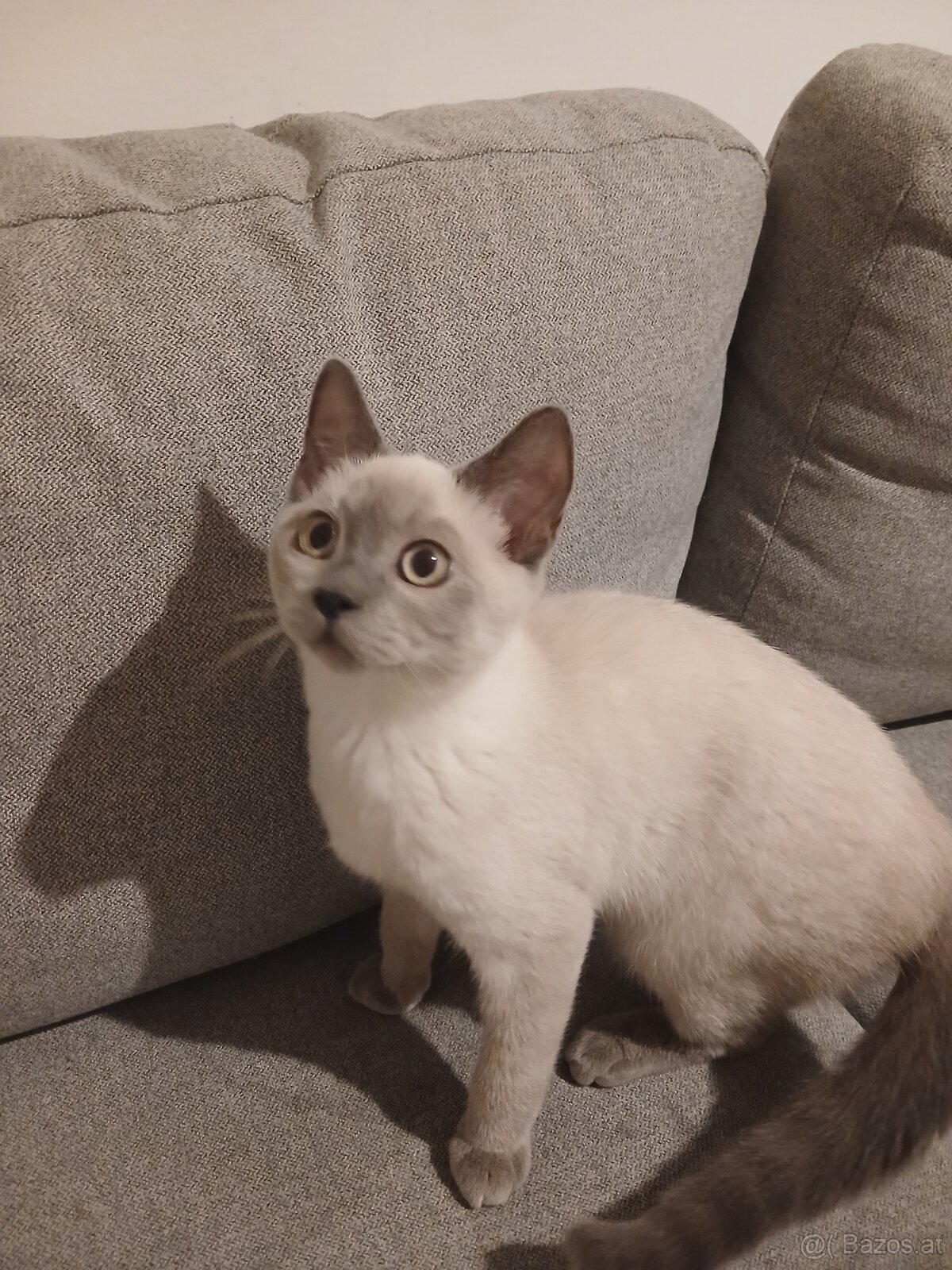 BKH Kater - 3