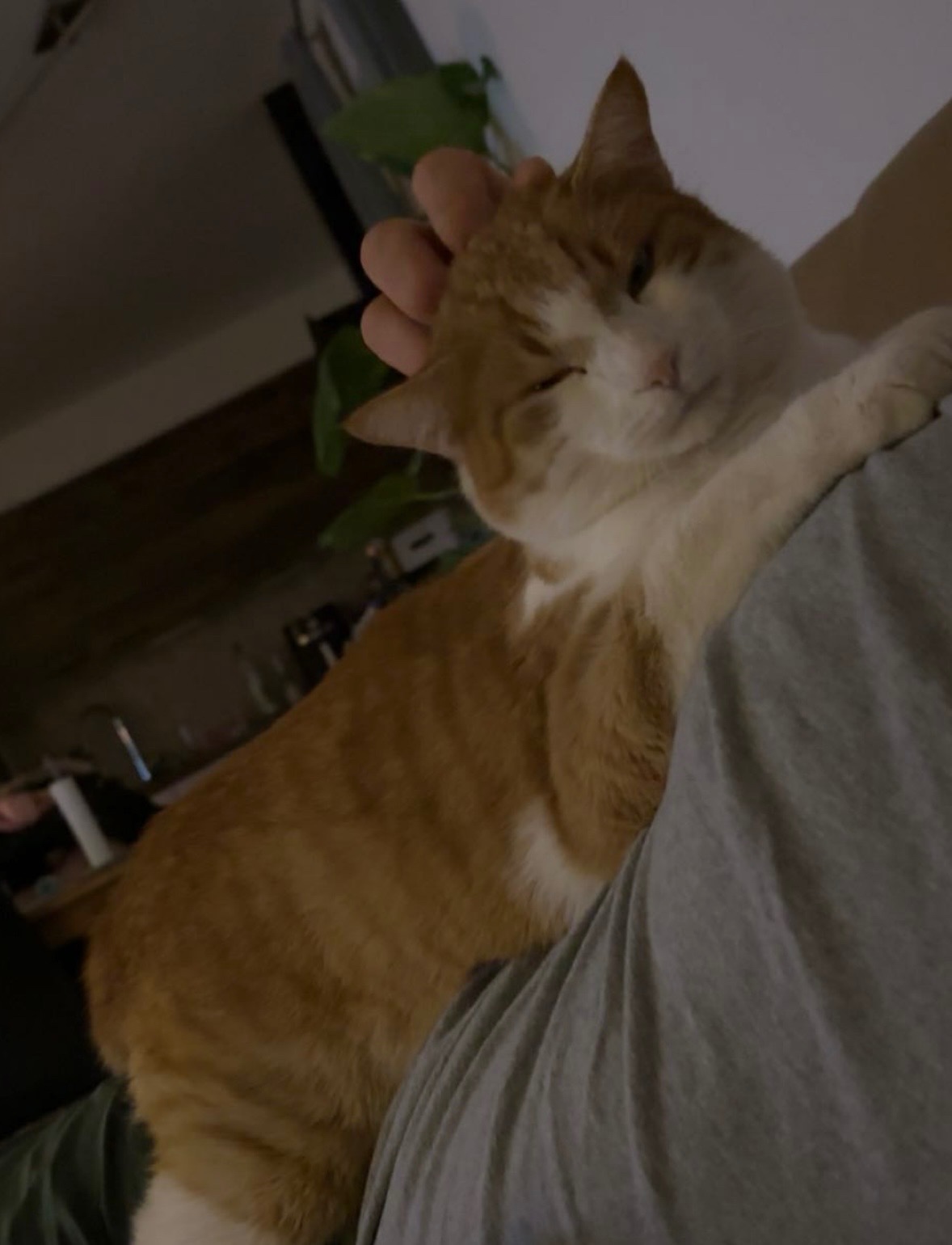 Kater sucht neues Zuhause - 3