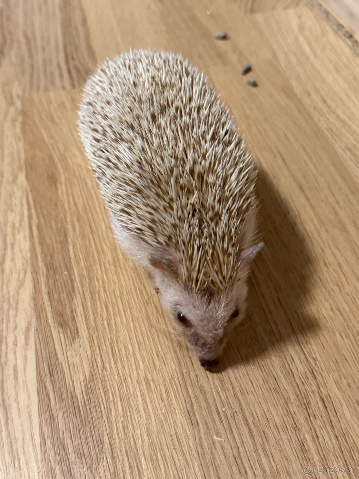 Weißbauch Igel weiblich sechs Monate - 3