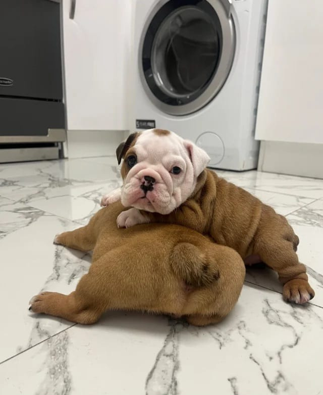 Englische Bulldoggenwelpen - 3