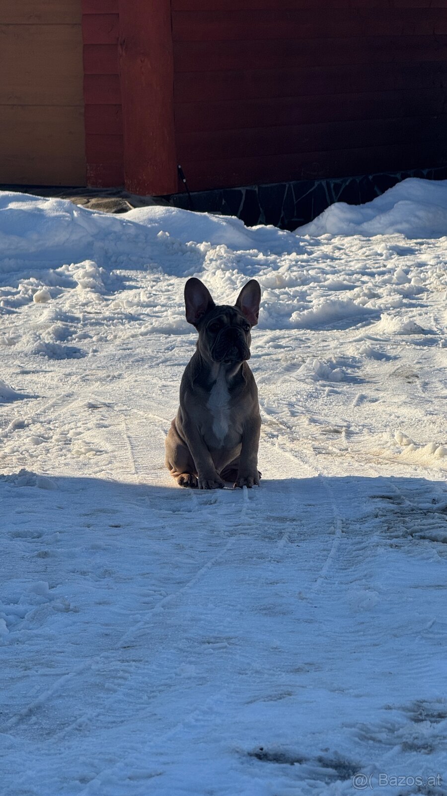 Französischen Bulldoggen Welpen mit Stammbaum - 3