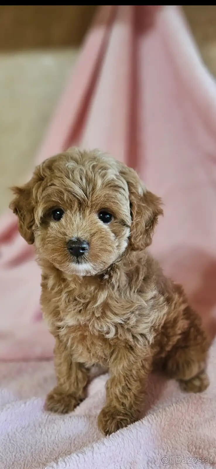 Maltipoo-Welpen abzugeben - 3