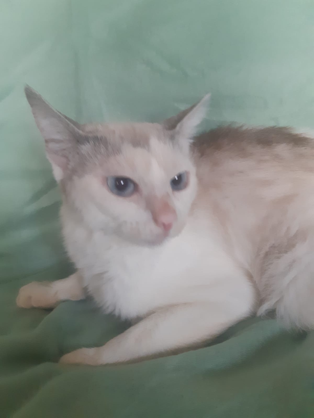 KATZE ,weiblich, geimpft,blaue Augen - 3