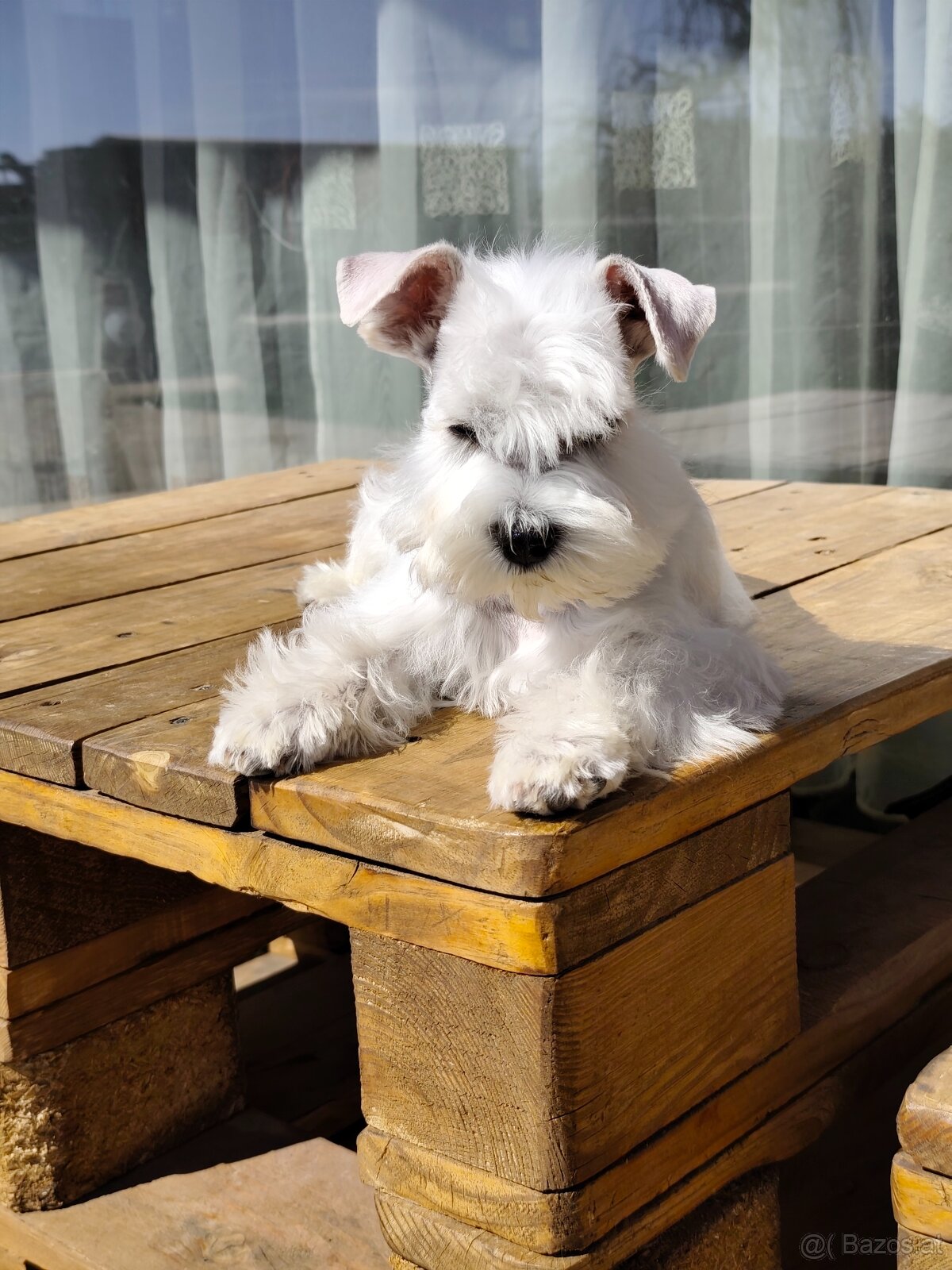 Schnauzer White miniatúrne - 3