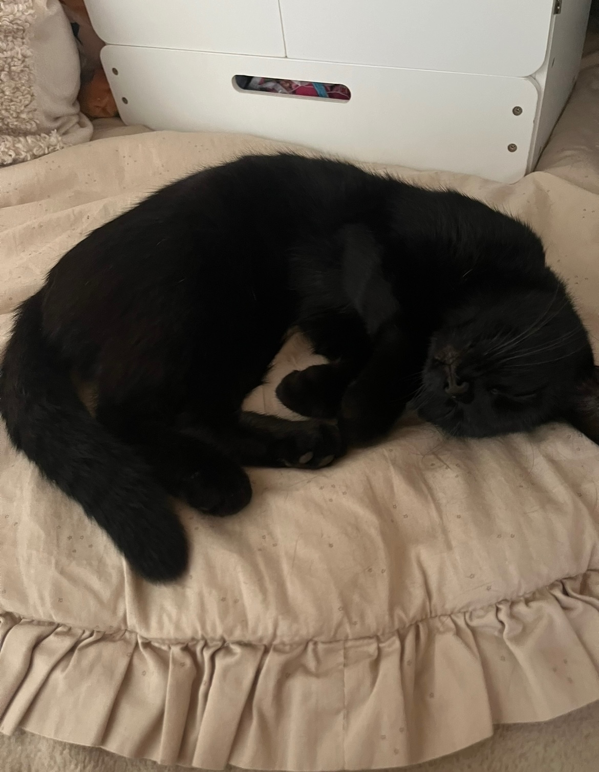 Liebevolle, kastrierte Katze in gute Hände abzugeben - 3