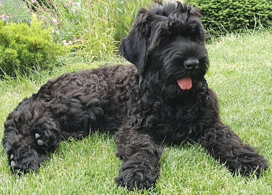 Schwarzer Russischer Terrier – liebevoll aufgezogene Welpen - 3