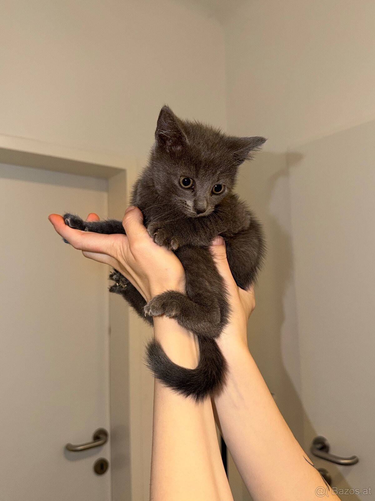 Babykatzen - 3