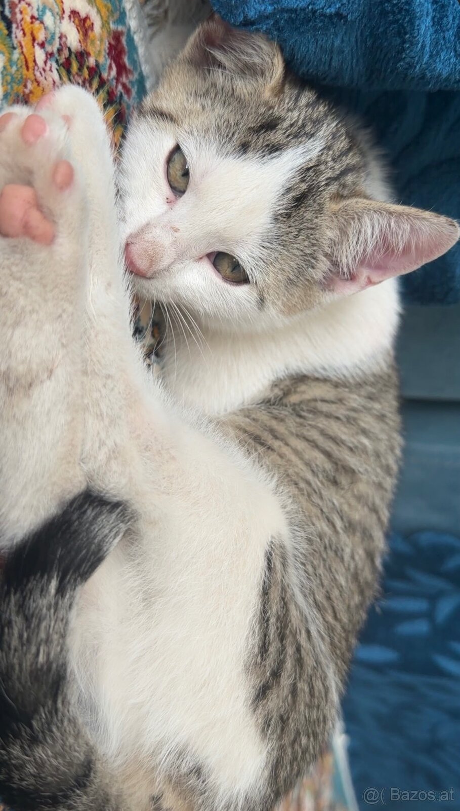 Babykatze - 3