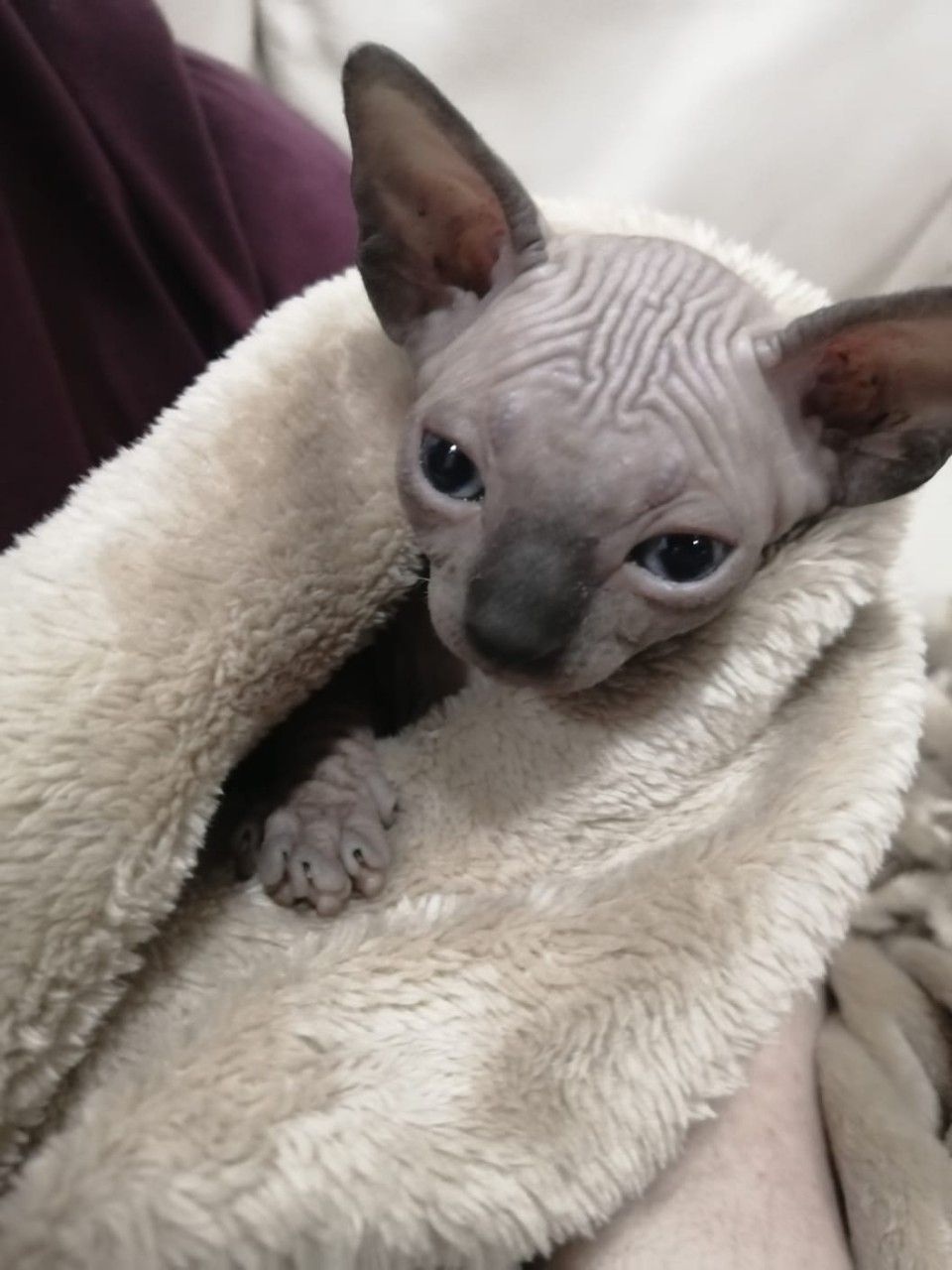 Sphynx-Kätzchen aus liebevoller Hausaufzucht suchen ein Zuha - 3