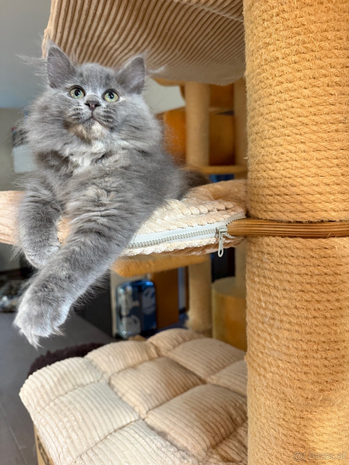 sibirische katze - 3