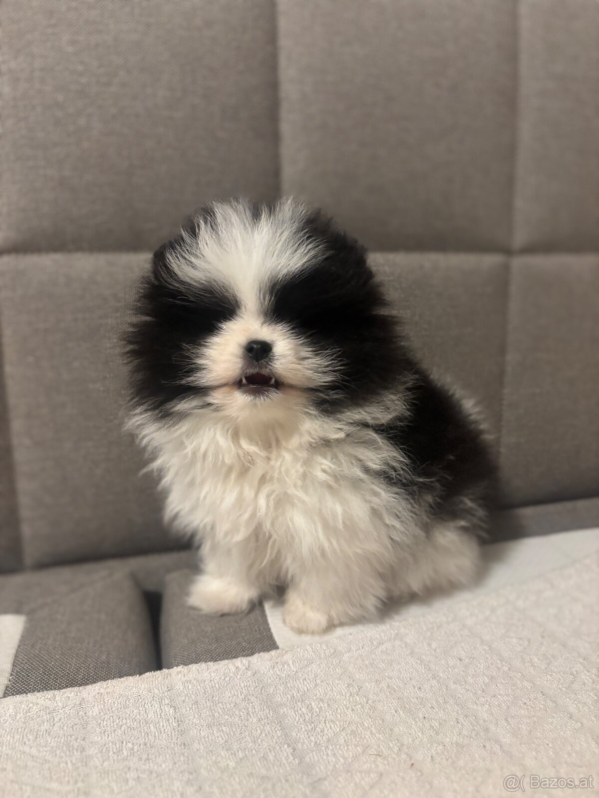 pomeranian Strakoš - 3