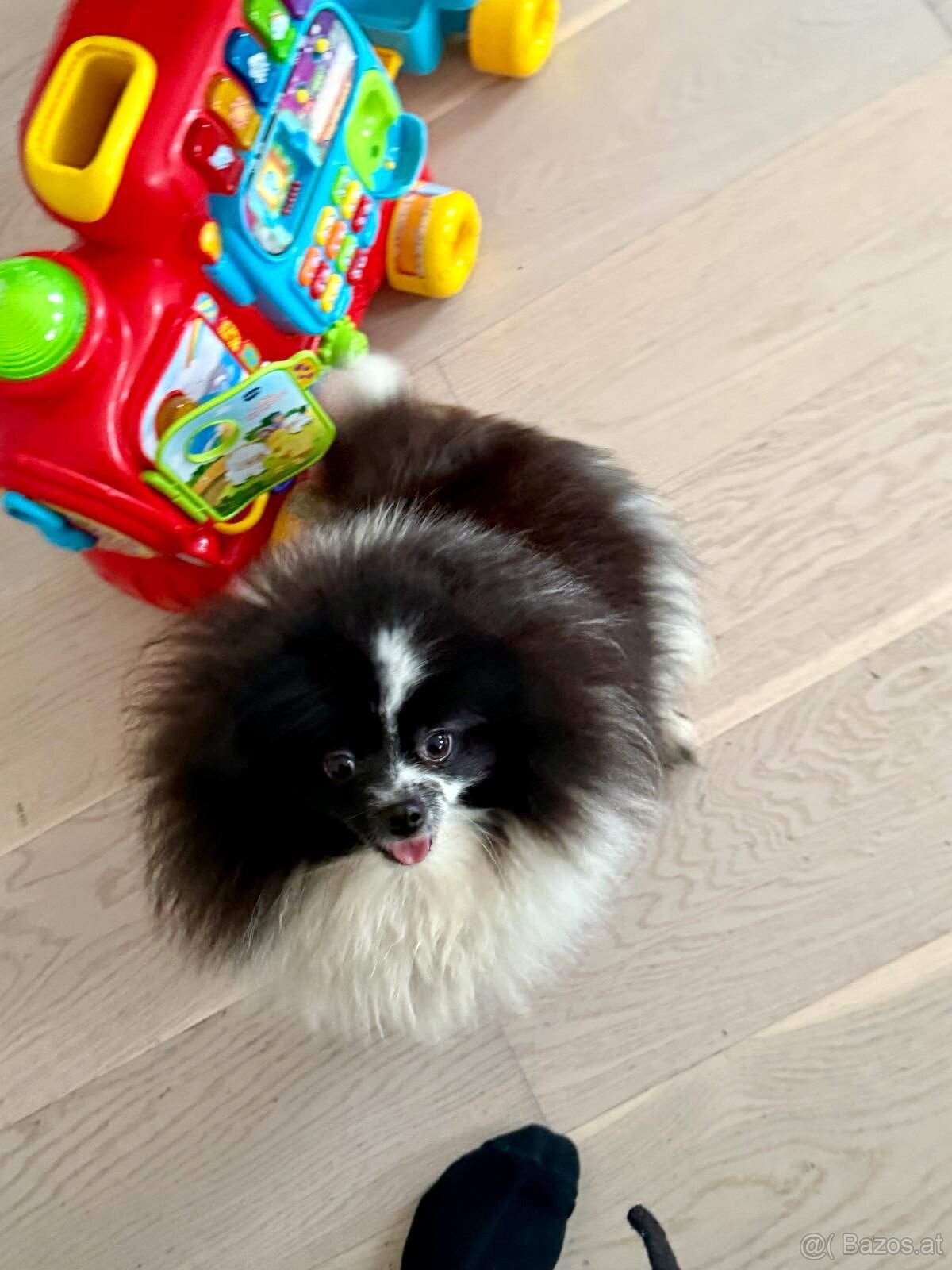 Pomeranian Hündin mit Stammbaum 3 Jahre alt - 3