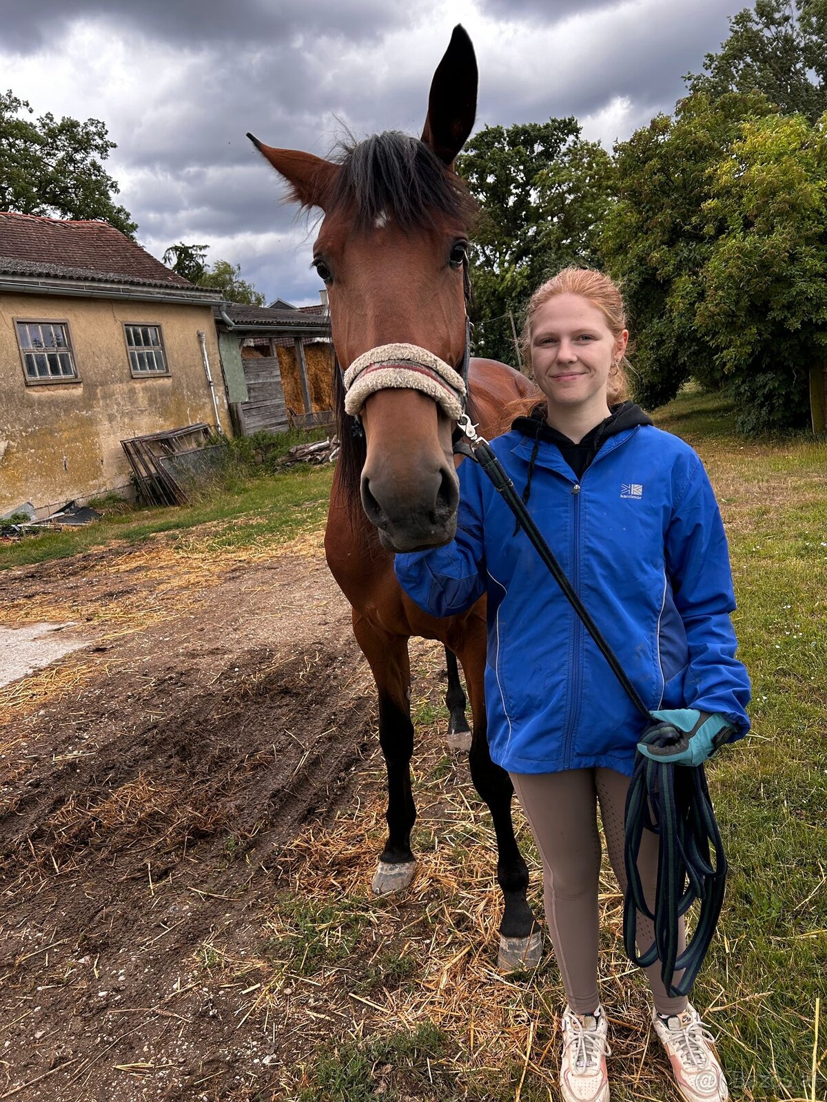 4 jähriger Wallach - 3