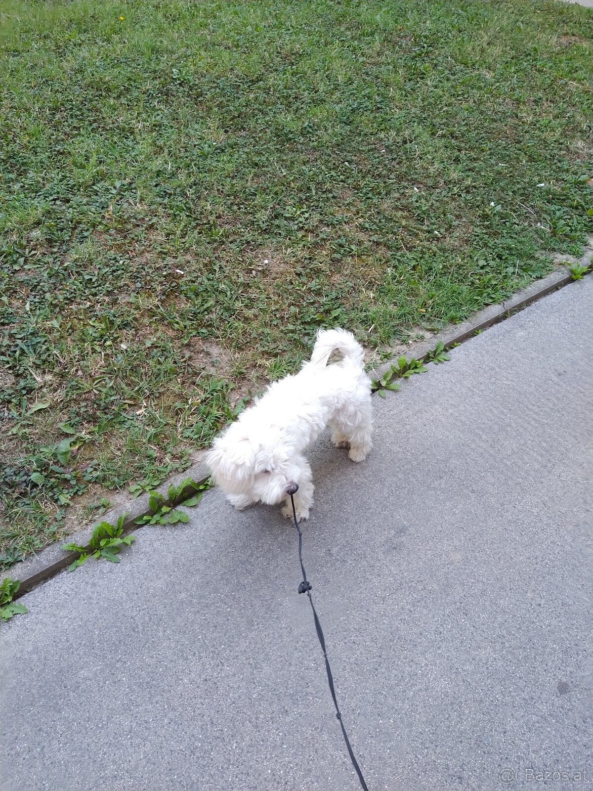 Hund Malteser - 3