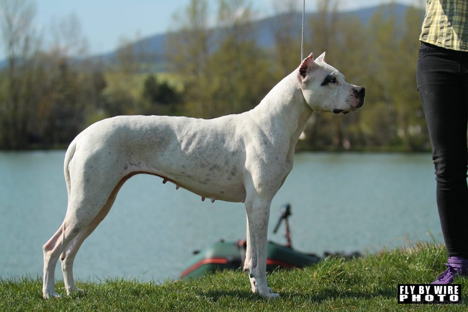 Dogo Argentino – wir nehmen Reservierungen für erstklas - 3