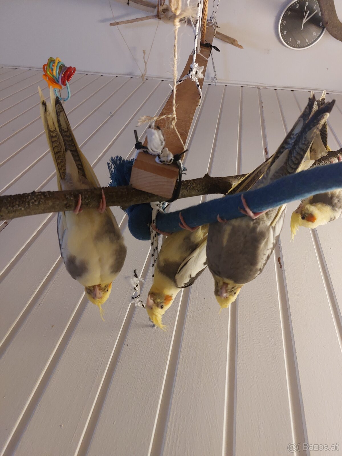 Gider heimo züchter - 3